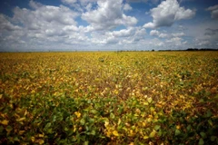 Cánh đồng đậu nành tại một trang trại ở Luziania, bang Goias, Brazil. (Ảnh: Reuters)
