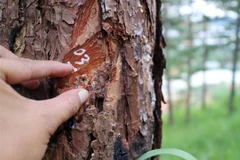 Các đối tượng “lâm tặc” khoan gốc, bơm hóa chất vào thân để cây thông chết từ từ. (Ảnh: Đặng Tuấn/TTXVN)