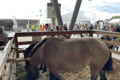 Một giống ngựa kéo được giới thiệu tại Hội chợ Nông nghiệp Libramont, Bỉ. (Ảnh: Hương Giang/TTXVN)