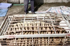 Bắc Giang: Bắt quả tang đối tượng tàng trữ cá thể hổ nặng 250kg