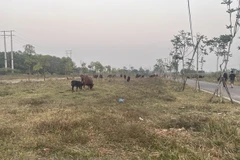 Một dự án chậm triển khai tại Mê Linh. (Ảnh: Linh Khánh/Vietnam+) 