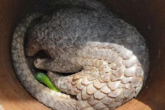 Vườn Quốc gia U Minh Hạ tiếp nhận cá thể tê tê do người dân bắt được