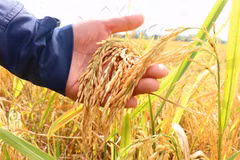 Giống lúa OM18 hiện được thương lái thu mua với giá 6.700-6.900 đồng/kg, tăng khoảng 1.000 đồng/kg so với vụ Đông Xuân 2021-2022. (Ảnh: Thu Hiền/TTXVN)