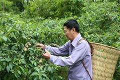 Chủ vườn mận Tam hoa xã Na Hối chăm sóc vườn mận để phục vụ khách đến thăm quan, trải nghiệm, mua mận tại vườn. (Ảnh: Quốc Khánh/TTXVN)