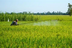 Đồng Tháp: Giá lúa tăng nhưng nông dân chưa chắc được hưởng lợi