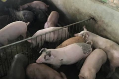 Ảnh minh họa. (Nguồn: TTXVN)