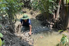 Người dân xã Tiên Long (Châu Thành, Bến Tre) trữ nước ngọt tưới cho cây trồng. (Ảnh: TTXVN phát)