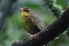 Một chú chim Dusky Tetraka. (Nguồn: Bird Life)