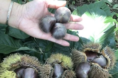 Cao Bằng: Phát triển thương hiệu đặc sản nổi tiếng hạt dẻ Trùng Khánh