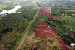 Rừng thông ven Quốc lộ 28 tiếp giáp với đất đai, nương rẫy của nhiều hộ dân nên rất khó quản lý, bảo vệ. (Ảnh: Mai Hưng Thịnh/TTXVN)