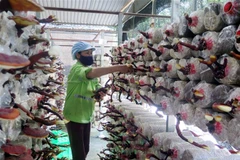 Thu hoạch nấm linh chi sừng hươu tại Công ty TNHH công nghệ sinh học Phú Gia, Thái Nguyên. (Ảnh: Trần Trang/TTXVN)