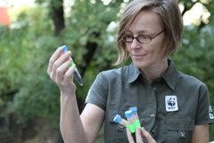 Jutta Jahrl kiểm tra các mẫu trứng cá muối ở vùng hạ lưu sông Danube (Ảnh: WWF Áo cung cấp)
