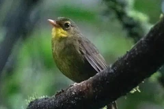 Một chú chim Dusky Tetraka. (Nguồn: Bird Life)