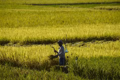 Chính phủ Indonesia tăng nguồn cung gạo nội địa để bình ổn giá 