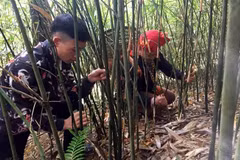 Người dân xã Dền Thàng lên rừng thu hoạch măng sặt. (Ảnh: Quốc Khánh/TTXVN)