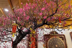 Người miền Bắc thường trưng hoa đào trong dịp Tết Nguyên đán. (Nguồn: Vietnam+) 