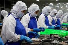 Chế biến tôm xuất khẩu tại Công ty Phát triển Kinh tế Duyên Hải - COFIDEC, Khu công nghiệp Vĩnh Lộc, huyện Bình Chánh, Thành phố Hồ Chí Minh. (Ảnh: Hồng Đạt/TTXVN)