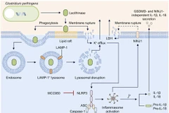 (Nguồn: EMBO reports)