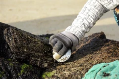 Mứt biển - món quà thiên nhiên ban tặng cho làng chài Nam Ô