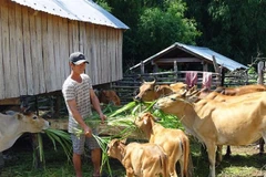 Gia đình anh HVing H Điếp tại buôn Học, xã Krông Pa (Sơn Hòa, Phú Yên) thoát nghèo nhờ chăn nuôi bò sinh sản. (Ảnh: Xuân Triệu/TTXVN)