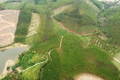 Tuyên Quang - 1 trong 9 tỉnh thuộc Vùng trung du và miền núi Bắc Bộ - đẩy mạnh phát triển nông, lâm nghiệp. (Ảnh: Vũ Sinh/TTXVN)