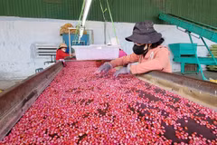 Ngô giống được thu mua từ mô hình liên kết với người dân của Công ty cổ phần giống cây trồng Đông Nam, cụm công nghiệp Tháp Chàm, phường Đô Vinh, thành phố Phan Rang-Tháp Chàm. (Ảnh: Nguyễn Thành/TTXVN)