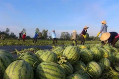 Thu hoạch dưa hấu tại Hậu Giang. (Ảnh: Hồng Thái/TTXVN)
