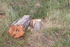 Thông có đường kính gốc từ 20-35cm bị cưa hạ. (Ảnh: Đặng Tuấn/TTXVN)