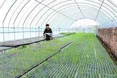 Hợp tác xã sản xuất rau hữu cơ Cuối Quý Đan Phượng, xã Đan phượng, huyện Đan Phượng đầu tư sản xuất theo quy hoạch sản xuất nông nghiệp theo tiêu chí nông thôn mới. (Ảnh: Vũ Sinh/TTXVN)