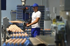 Trứng được phân loại tại Costestii din Vale, Romania. (Nguồn: AFP/TTXVN)
