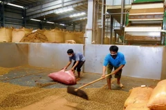 Phơi cà phê trước khi đưa vào chế biến. (Ảnh: Hồng Kỳ/TTXVN)