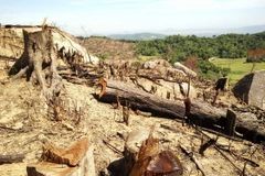 Những cây rừng có đường kính lớn bị lâm tặc chặt hạ. (Ảnh: Nguyên Linh/TTXVN)