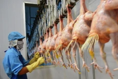 Công nhân Công ty Koyu & Unitek làm sạch gà trước khi chế biến. (Ảnh: Công Phong/TTXVN)