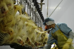 Gà thương phẩm được đưa vào dây chuyền giết mổ của Công ty Koyu & Unitek. (Ảnh: Công Phong/TTXVN)