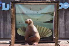 Một chú hải mã ở Công viên thủy cung Nhật Bản đang tạo dáng giống thần vệ nữ Venus. (Nguồn: CCTVNews)