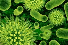 Ảnh minh họa. (Nguồn: pasarpolis.com)