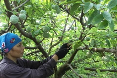 Ảnh minh họa. (Ảnh Vũ Sinh/TTXVN)