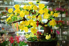 Một chậu hoa mai đất sét vàng tươi dùng để phục vụ nhu cầu ngày Tết. (Ảnh: Nguyễn Luân/Báo ảnh Việt Nam)