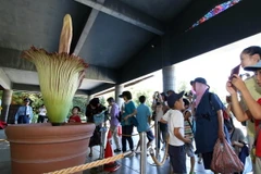 Hàng trăm người dân Nhật Bản và du khách đã tới vườn thực vật Jindai ở thủ đô Tokyo để chiêm ngưỡng cây xác thối (còn gọi là cây chân bê Titan) khổng lồ nở hoa. (Nguồn: AFP/TTXVN)