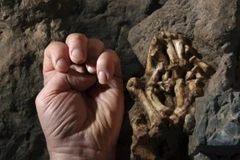 Công bố phát hiện khảo cổ mới về nguồn gốc cụ tổ của loài người