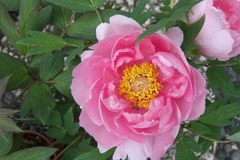 Đắm mình vào "thiên đường của hoa mẫu đơn" ở Trung Quốc