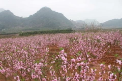 [Photo] Ngỡ ngàng đào Nhật Tân "nhuộm hồng" vùng cao Tây Bắc