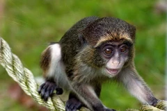 [Photo] Nụ cười của các loài vật khiến người xem khó quên