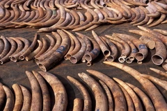 Ảnh minh họa. (Nguồn: ifaw.org)