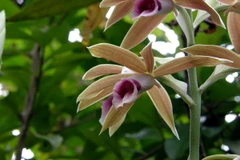 Colombia phát hiện loài lan mới ở khu bảo tồn lớn nhất thế giới