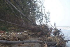 [Photo] Bến Tre: Sạt lở đe dọa cuộc sống của 50 hộ dân ở cồn Ngoài