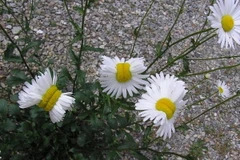 Hoa cúc đột biến tại khu vực xảy ra thảm họa hạt nhân. (Nguồn: yahoo.com)