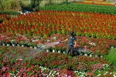 [Photo] TP.HCM: Hoa Tết nhà vườn rực rỡ "nhuộm màu" thành phố