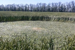 Đây là lần thứ tư người dân địa phương thấy những vòng tròn như vậy ở Adygea. Một vài giả thuyết về những vòng tròn như này trên toàn thế giới đều liên quan tới văn minh ngoài trái đất. (Nguồn: rt.com)