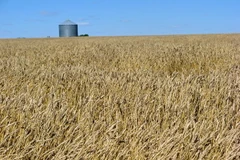 Ảnh minh họa. (Nguồn: ruralrouteramblings.com)